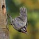 Red-naped Sapsucker