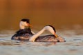 Clark's Grebes