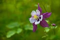 wildflowers