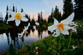 Indian Henry's Hunting Ground, Mt. Rainier National Park