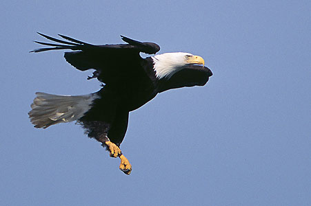 Bald Eagle, Alaska © Gary Luhm