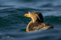 Rhinoceros Auklet, San Juan Islands