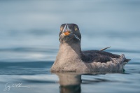 Rhinoceros Auklet