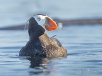 Tufted Puffin