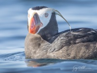 Tufted Puffin
