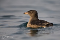 Winter Plumage Rhinoceros Auklet