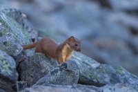 Long-tailed Weasel, Mt. Rainier National Park