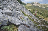 American pika near its hay pile.