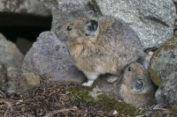 American Pika nursing