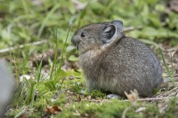 Young american pika  (Ochotona princeps) feeding.