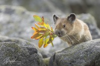 American Pika leap.