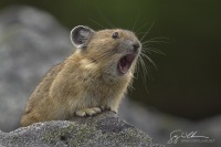 American Pika calling.