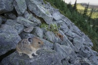 American Pika aside its hay pile.