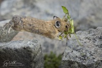 American Pika leaping.