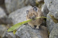 Funny Pika