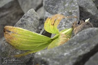 American Pika