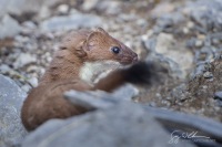 Long-tailed Weasel, Pika's main predator.