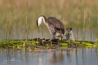 Western Grebe Floating Nest