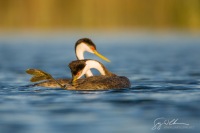 Preening, Mating Behavior