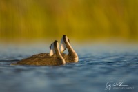 Paralleling, Mating Behavior