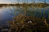 Western Grebe Nest