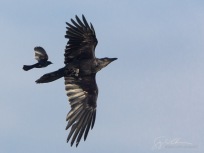 Blackbird Harass