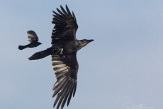 Blackbird Harass