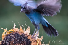 Sunflower IV