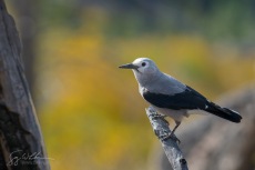 Clark's Nutcracker