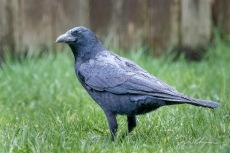 Backyard Crow