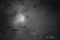 Full Moon