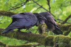 Juvy Raven