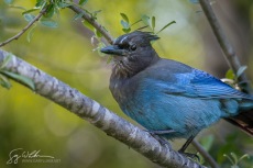 Steller's Jay
