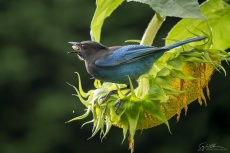 Steller's Jay Sunflower, decisive moment
