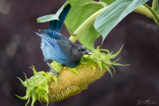 Steller's Jay Sunflower, purple background