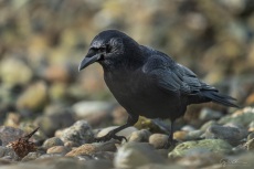 American Crow on beach