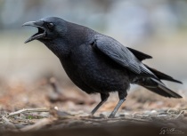 American Crow on beach
