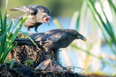 Adult Crow with Begging Juvenile