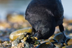 Beach Crow