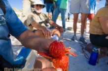 Guide Charo of Sea Kayak Advenures show us a cactus fruit. Baja, Mexico.