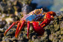 Sally Lightfoot Crab, Baja, Mexico