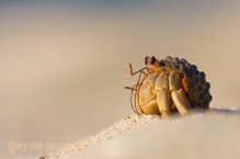 Hermit Crab, Baja