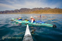 Whale Shark just under the surface among the sea kayakers. Baja, MX.