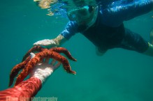 Sea Star, Baja, MX.