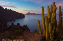 Organ Pipe Cactus and Isla Danzante at sunset, Sea of Cortez, Baja, Mexico.