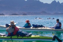 Bottlenose dolphin off the Isla Carmen shore, Sea of Cortez, Baja, Mexico.