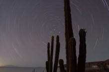 Star trails and Cardon Cactus, Isla Carmen, Baja, Mexico.