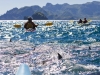 Mobulas, with wings above the surface looking like shark fins.