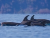 Bottlenose Dolphins.