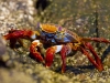 Delightful SallyLightfoot crab.